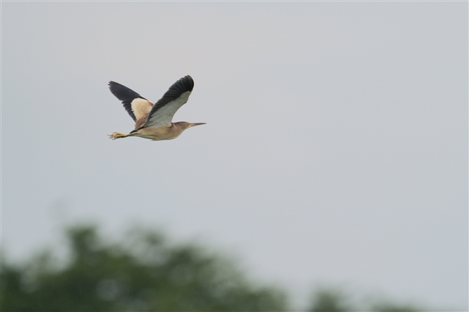 VSC,Yellow Bittern