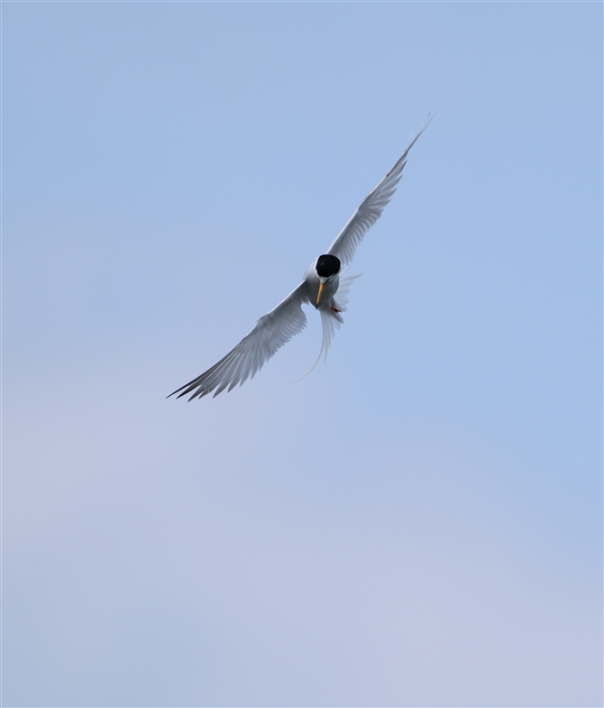 RAWTV,Little Tern