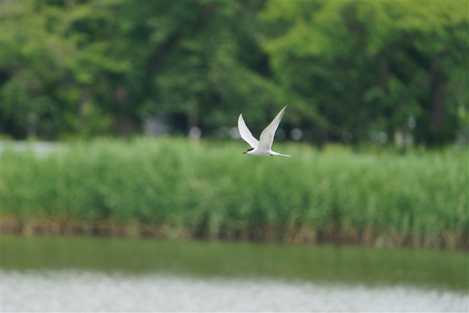 AWTV,Common Tern