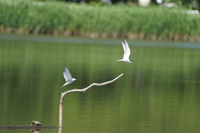 AWTV,Common Tern