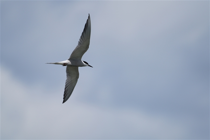 AWTV,Common Tern