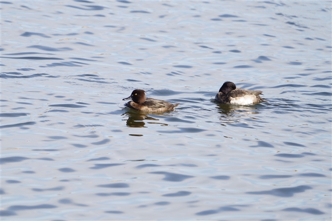 LNnW,Tufted Duck