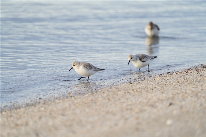 ~rVM,Sanderling