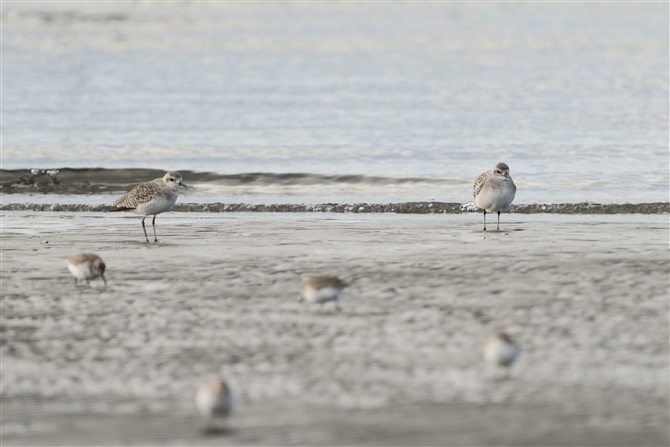 _C[,Grey Plover