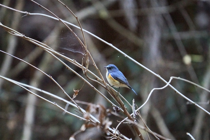 r^L,Red-flanked Bluetail