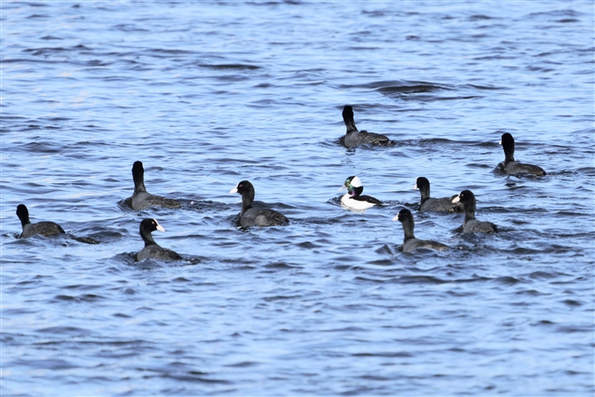 qnW,Bufflehead