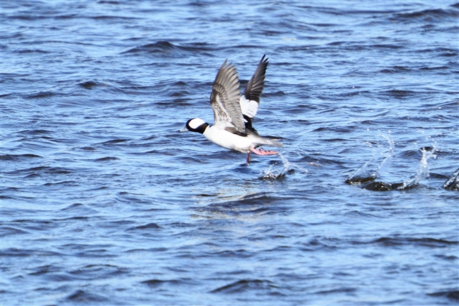 qnW,Bufflehead