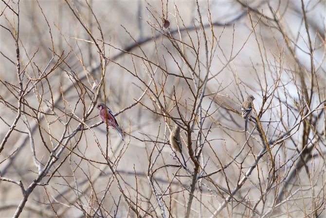 xj}VR,Long-tailed Rosefinch