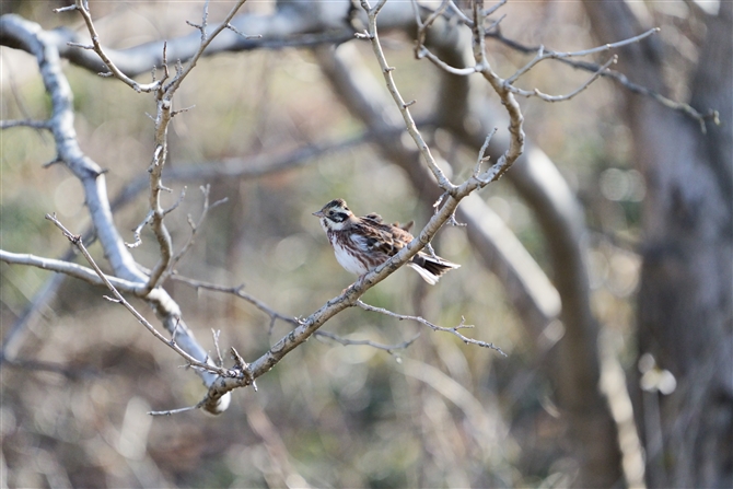 JV_J,Rustic Bunting