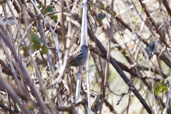 NW,Grey Bunting