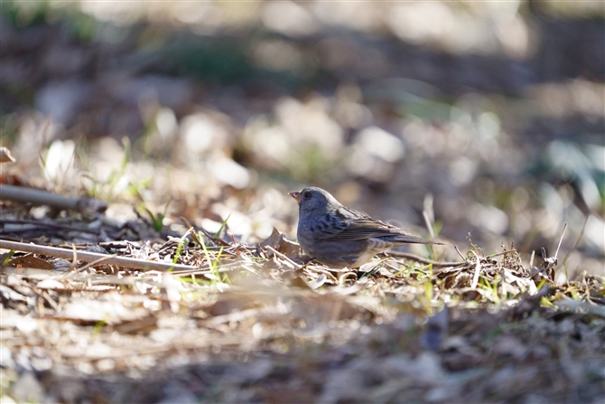 NW,Grey Bunting