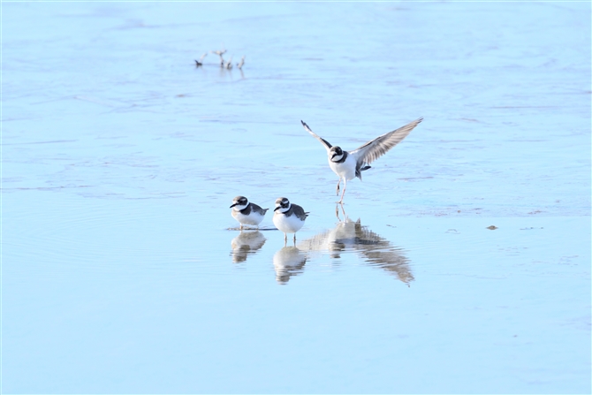 CJ`h,Long-billed Plover