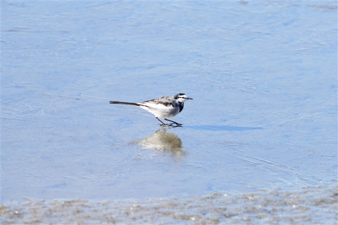 nNZLC,White Wagtail