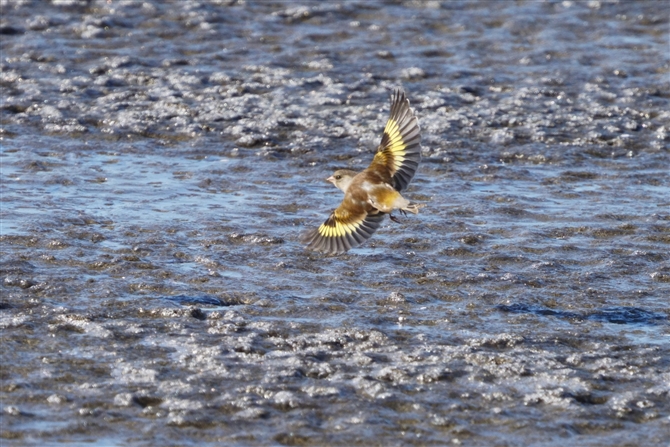 Jq,Oriental Greenfinch