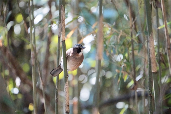 JPX,Eurasian Jay