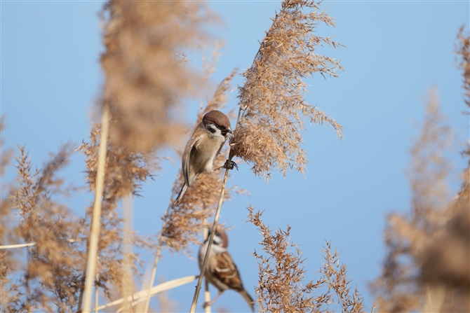 XY,Eurasian Tree Sparrow