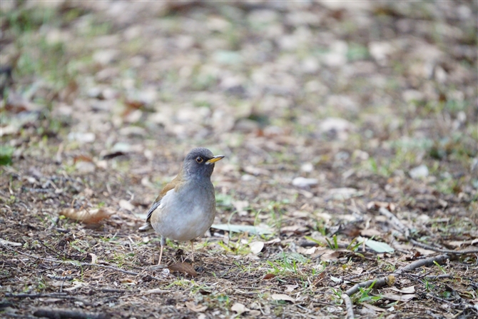 Vn,Pale Thrush