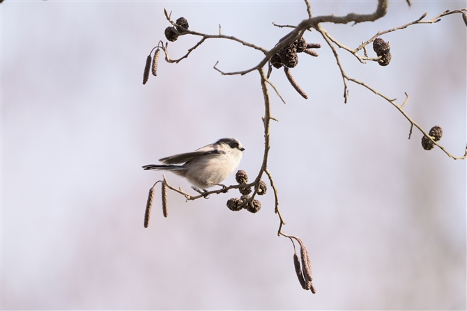 GiK,Long-tailed Tit