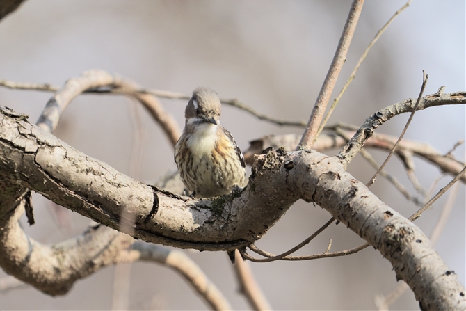 RQ,Japanese Pigmy Woodpecker