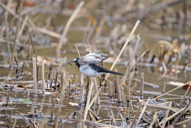 ZOZLC,Japanese Wagtail