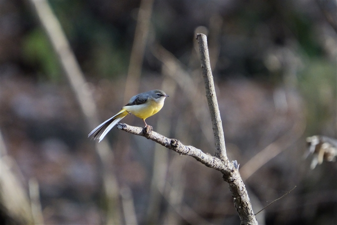 LZLC,Grey Wagtail