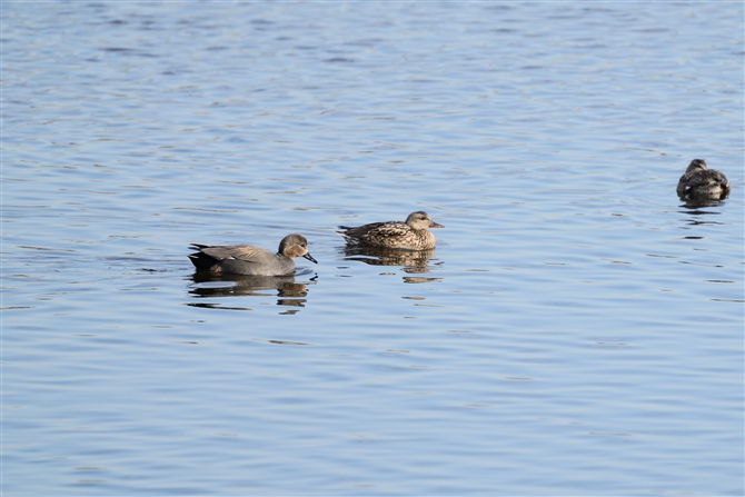 IJVK,Gadwall