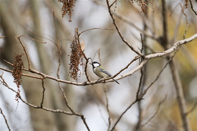 VWEJ,Japanese Tit