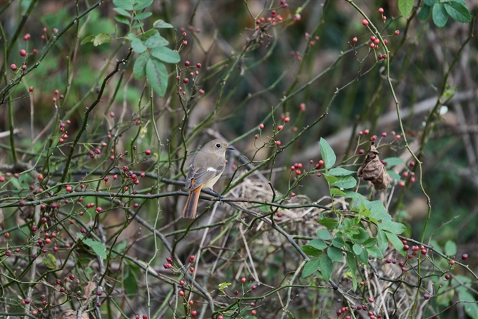 WEr^L,Daurian Redstart