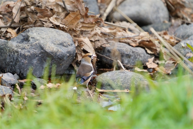 V,Hawfinch