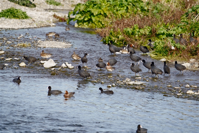 Eurasian Coot