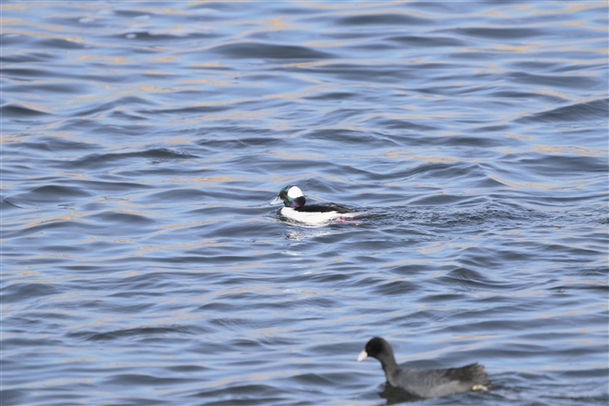 qnW,Bufflehead