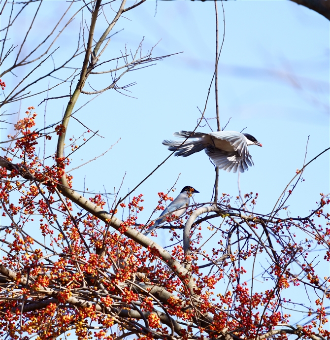 IiK,Azure-winged Magpie