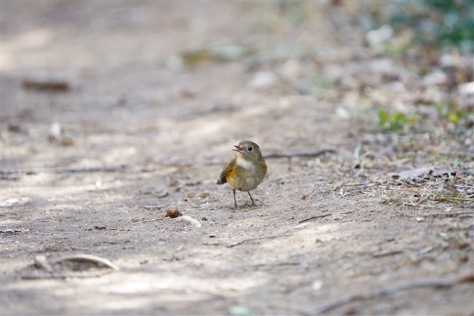 r^L,Red-flanked Bluetail