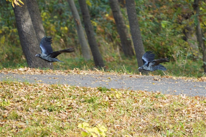 nVugKX,Large-billed Crow