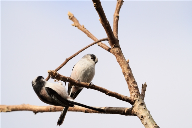 GiK,Long-tailed Tit