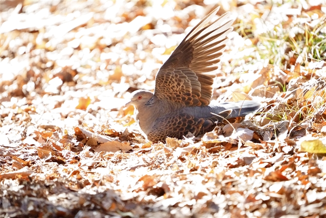 LWog,Oriental Turtle Dove