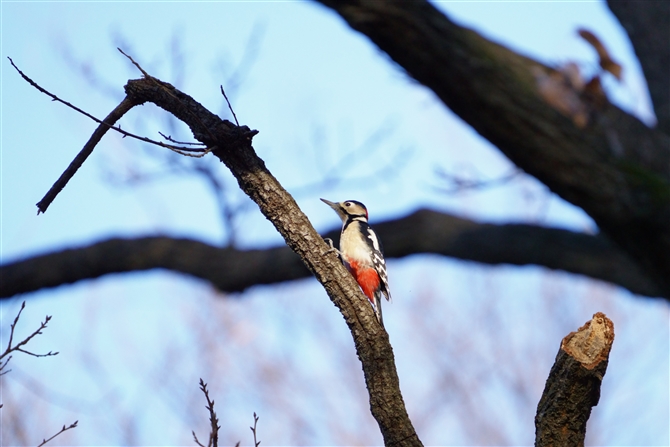 AJQ,Great Spotted Woodpecker