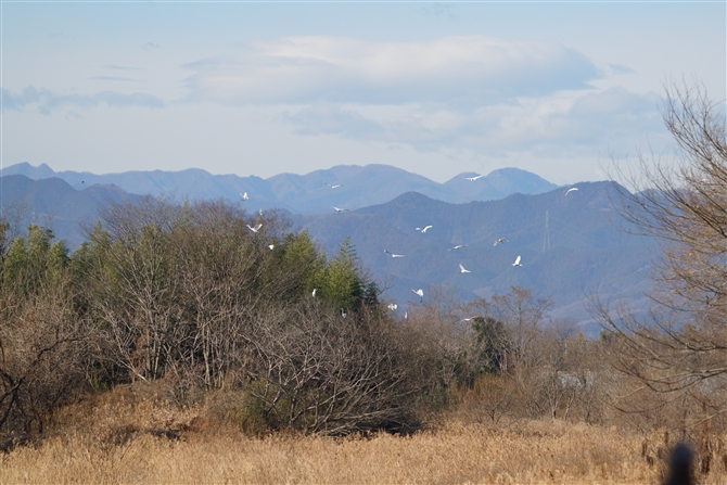 _CTM,Great Egret