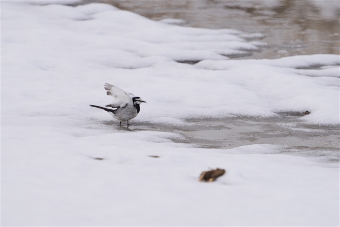 nNZLC,White Wagtail