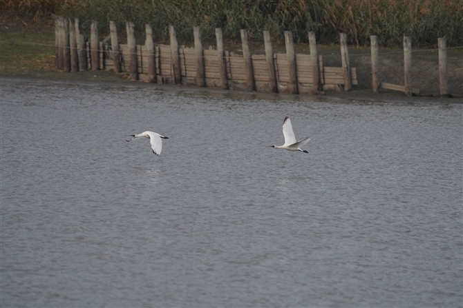 NcwTM,Black\faced Spoonbill