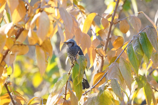 qh,Brown-eared Bulbul