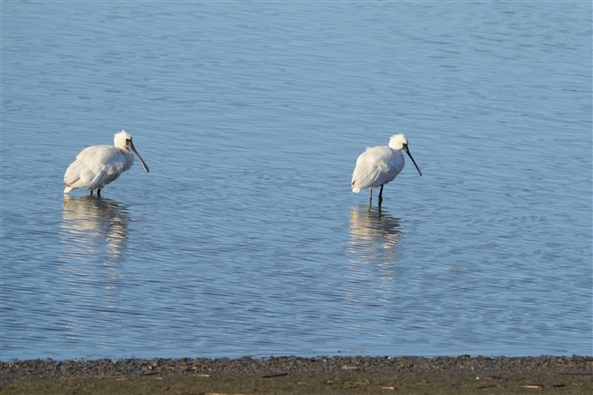 NcwTM,Black\faced Spoonbill