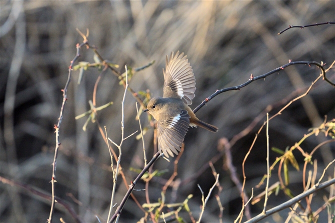 WEr^L,Daurian Redstart