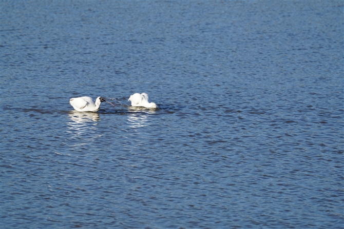 NcwTM,Black\faced Spoonbill