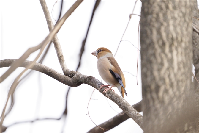 V,Hawfinch