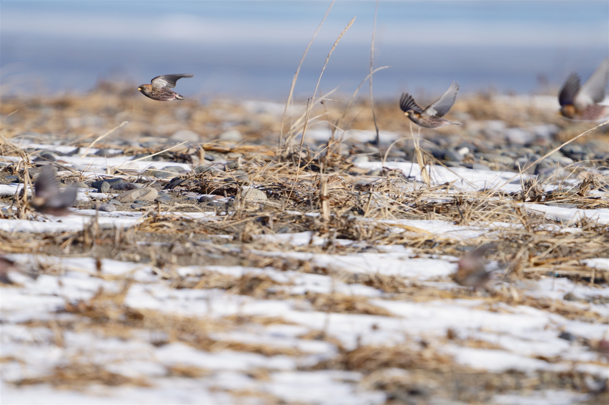 C\VM,Common Sandpiper