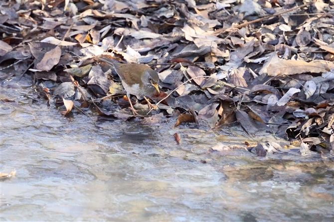 Vn,Pale Thrush