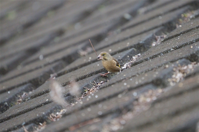 Jq,Oriental Greenfinch