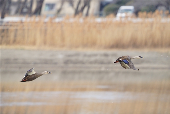 JK,Eastern Spot-billed Duck