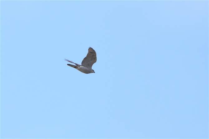 II^J,Northern Goshawk